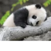 Funny panda😄 14