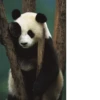 Funny panda😄 15