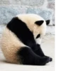 Funny panda😄 16
