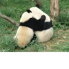 Funny panda😄 17
