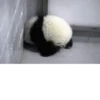 Funny panda😄 18