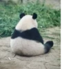 Funny panda😄 20