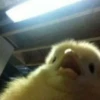 Dogs cute ( @Aestelar ) 21