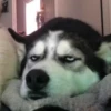 Dogs cute ( @Aestelar ) 22