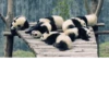 Funny panda😄 21