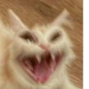 Dogs cute ( @Aestelar ) 25
