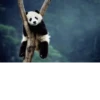 Funny panda😄 24