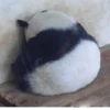 Funny panda😄 25