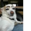 Dogs cute ( @Aestelar ) 28
