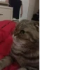 Типо мемы (Created By: ) 15