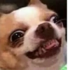 Dogs cute ( @Aestelar ) 29