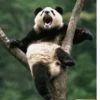 Funny panda😄 26