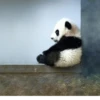 Funny panda😄 27