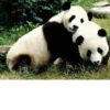 Funny panda😄 28