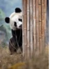 Funny panda😄 29