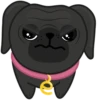 Eva The Pug by 13