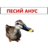 ПЕСИЙ АНУС