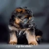 сэр вы ебобо?