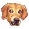 Dog it! 24