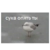Moodskiy moodnoogo yaiso by 6