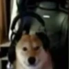 Dogs 6