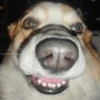 Dogs 8
