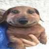 Dogs 9