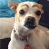 Dogs 13