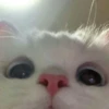 Go kitty go :: 12