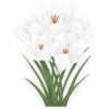 flowers 6