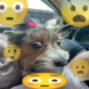 Dogs 16