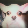 Dogs 18