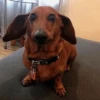 Dogs 19
