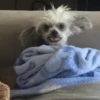 Dogs 20