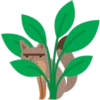 Facebook Foxes 26