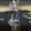 effed up cats 6