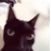 effed up cats 7