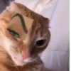 effed up cats 8