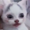 effed up cats 9