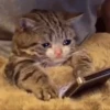 OrangeRefund by 4