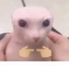 effed up cats 12
