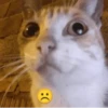 effed up cats 13