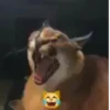 effed up cats 14