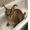 effed up cats 15