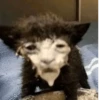effed up cats 16
