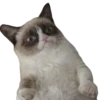 GrumpyCat 5