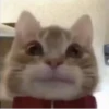 effed up cats 17