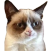 GrumpyCat 6