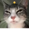 effed up cats 18