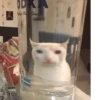 effed up cats 19